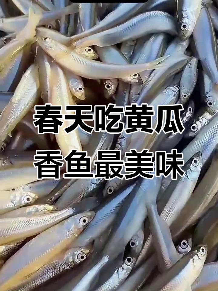 黄瓜香鱼的秘密:为何春季最鲜美,秋季脂肪最多?