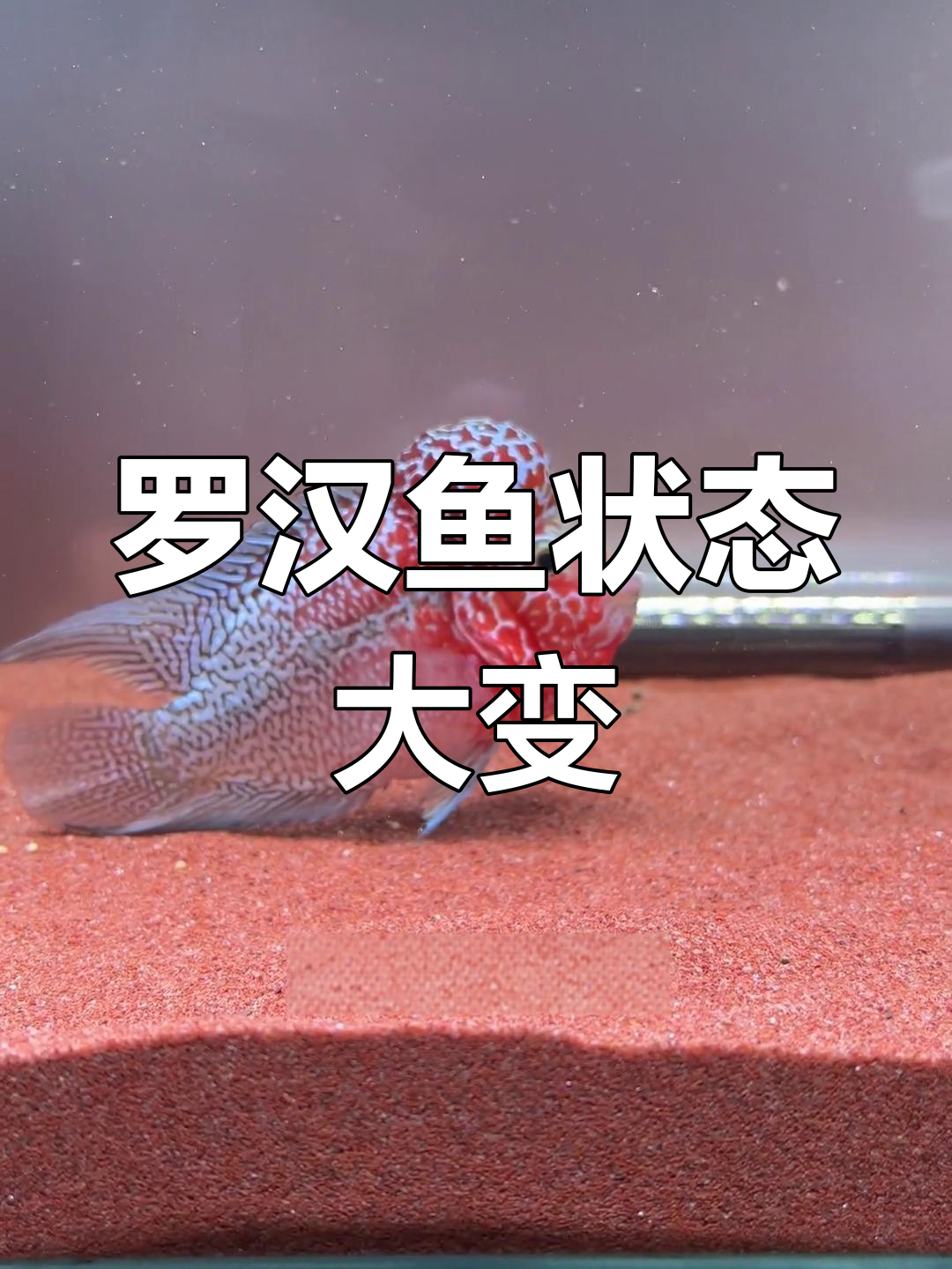 罗汉鱼从胆小到自信,环境改变让它焕然一新