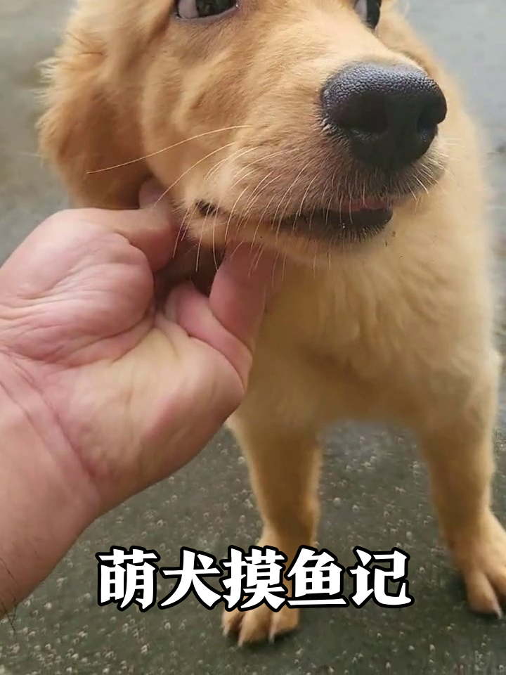 金毛幼犬被摸下巴秒变表情包,探索地面笑料百出
