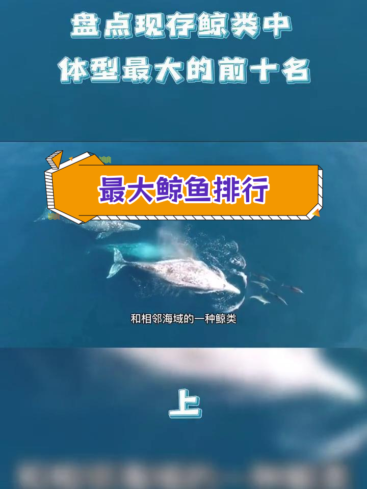 现存鲸类体型排名前十