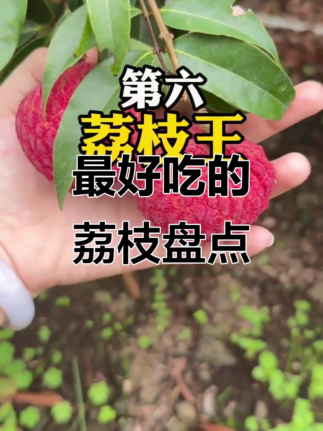 广东荔枝品种大揭秘,哪些最值得尝试?