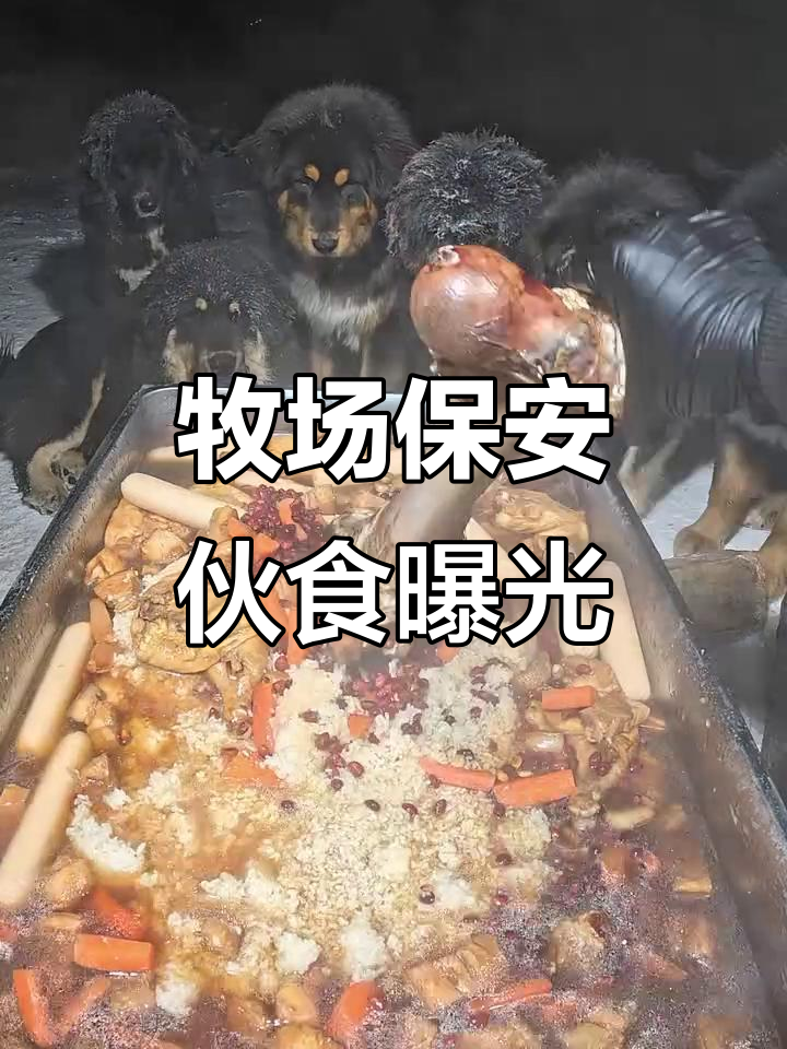 牧场保安队午餐大揭秘:红烧肉配五常大米,胖丫馋得流口水