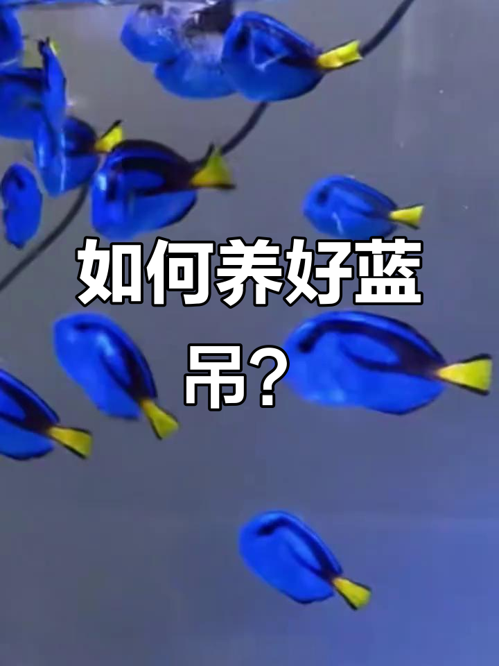 蓝吊鱼养殖技巧:从喂食到避免打架全攻略