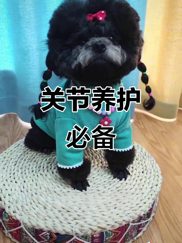 狗狗关节健康至关重要,鲨鱼软骨素不可缺