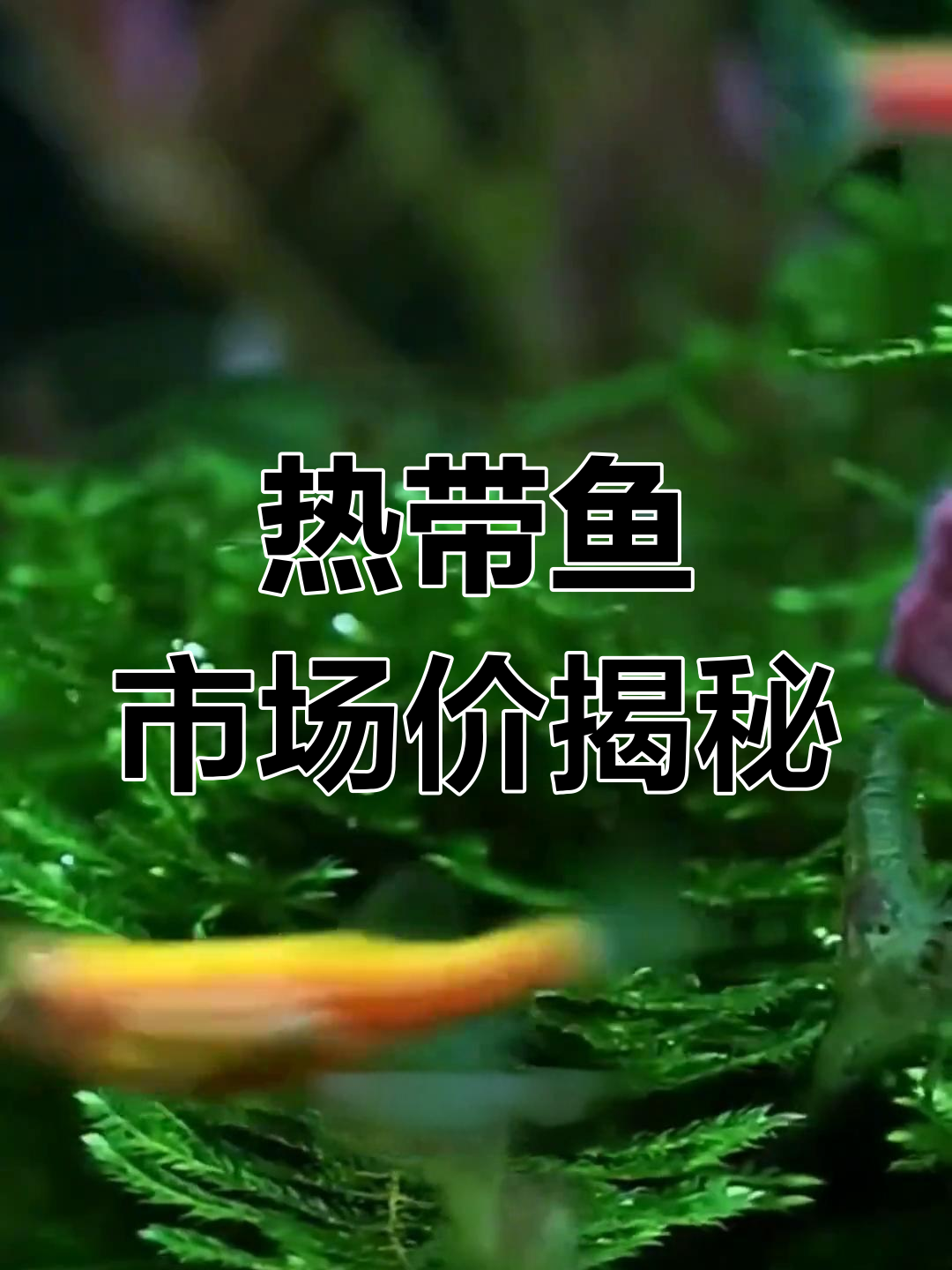 常见热带鱼价格解析