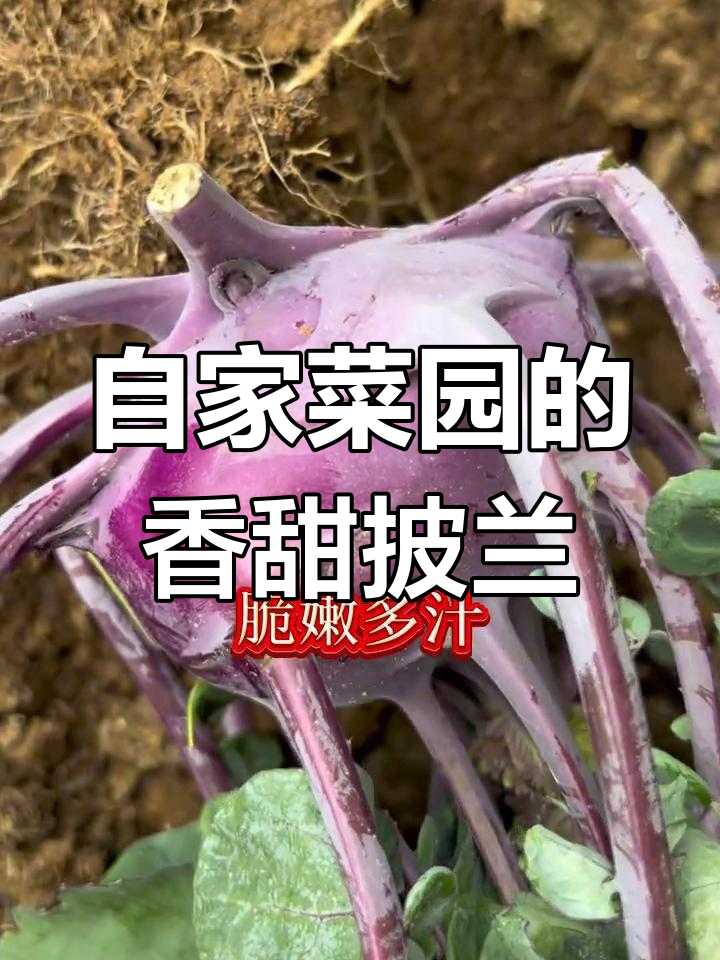 自家露台丕兰长成,脆嫩多汁尝鲜正当时