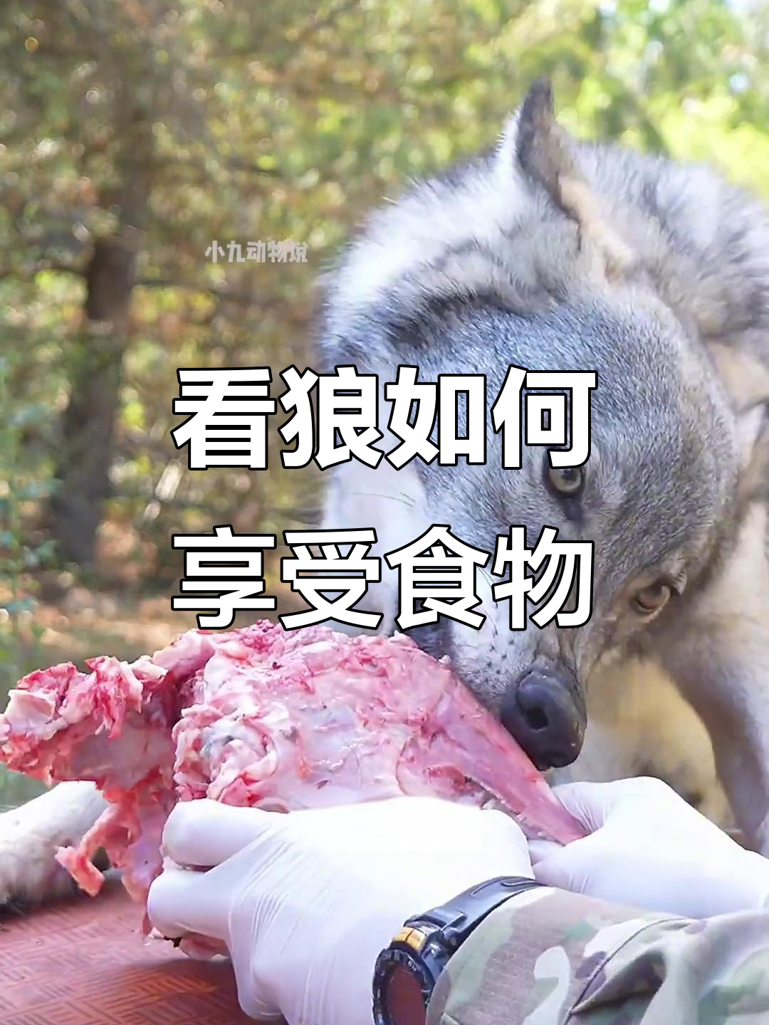 狼的食欲惊人，吃肉时眼神里只有满足