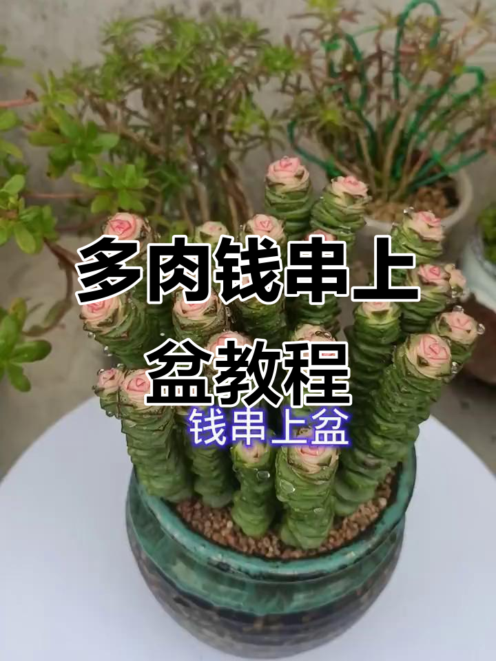 钱串多肉上盆技巧,带土种更轻松