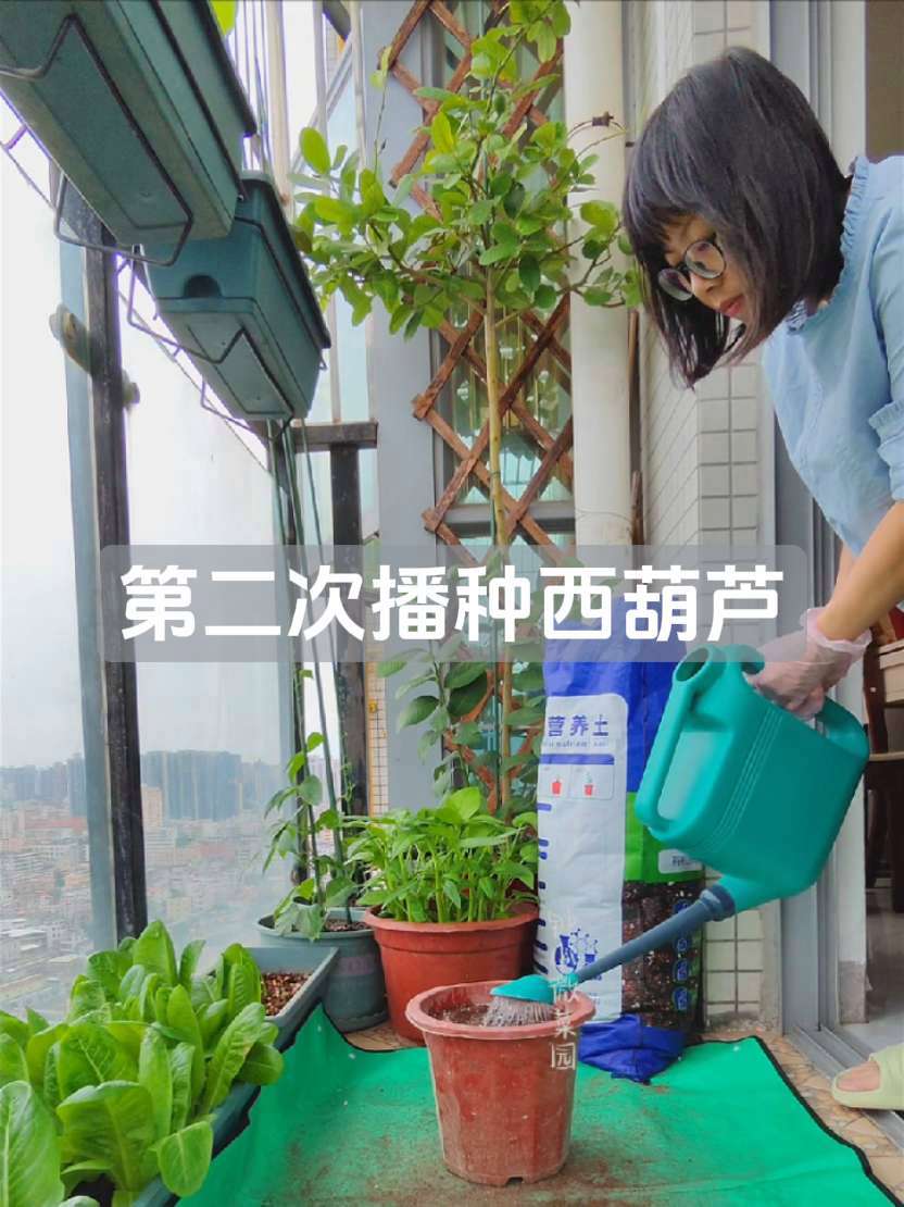 阳台种菜 盆栽蔬菜 西葫芦