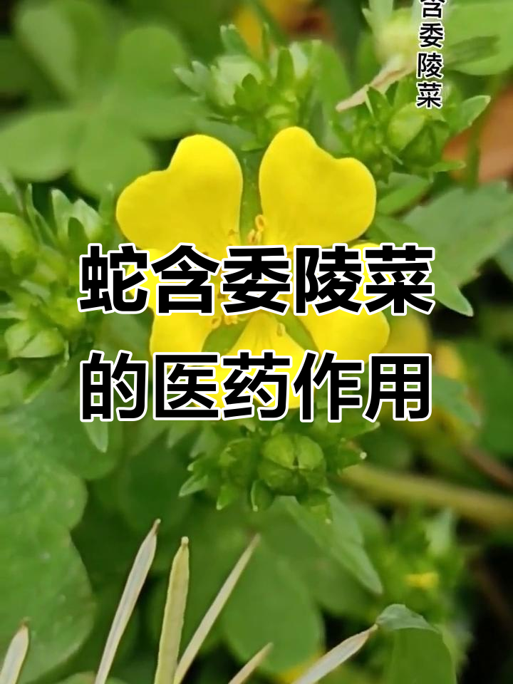 蛇含委陵菜:蔷薇科全草入药,药用价值高