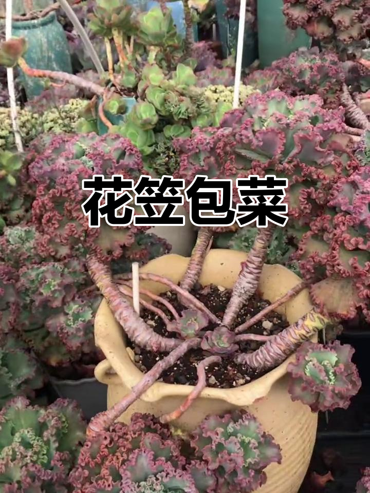 露天种植的精品包菜,花笠控养,值得关注!