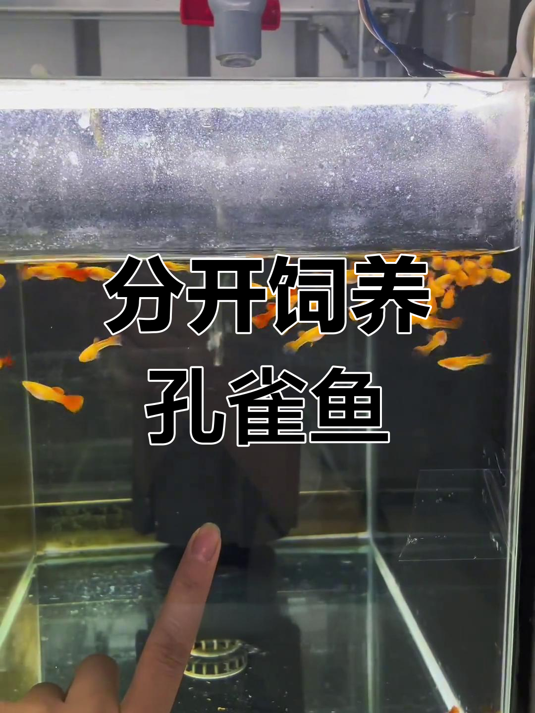 孔雀鱼繁殖技巧:如何分开公母,避免过早生育影响成长