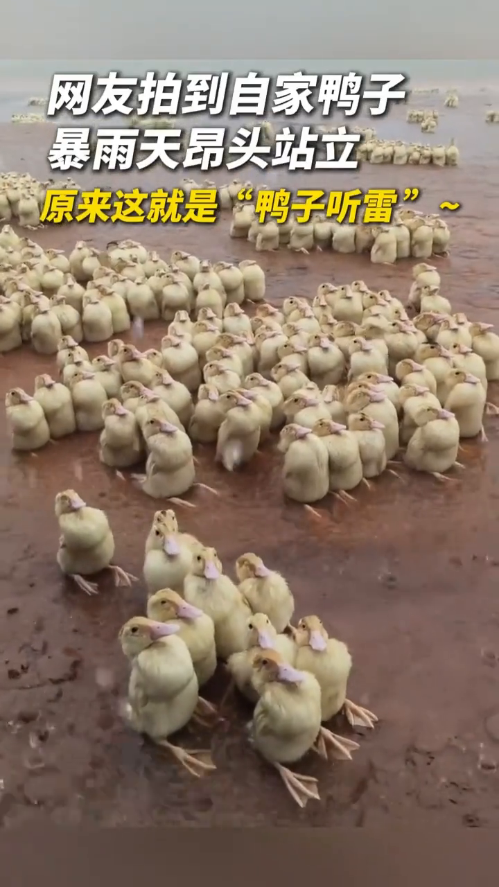 为什么下雨鸭子不躲，因为duck不避