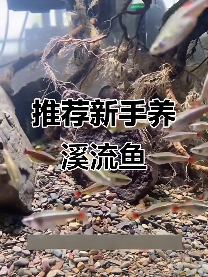 新手溪流缸适合养的五种鱼,皮实又好看