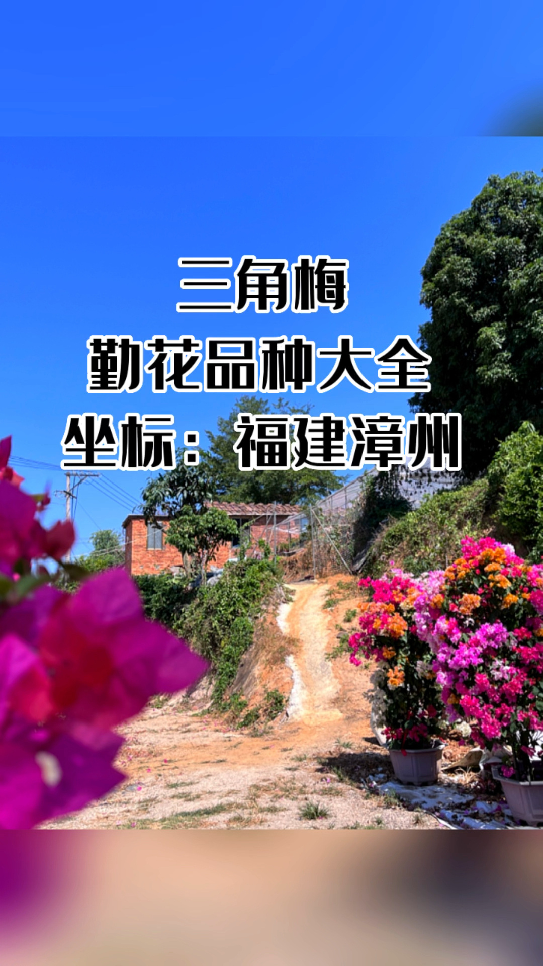 三角梅勤花品种大全一