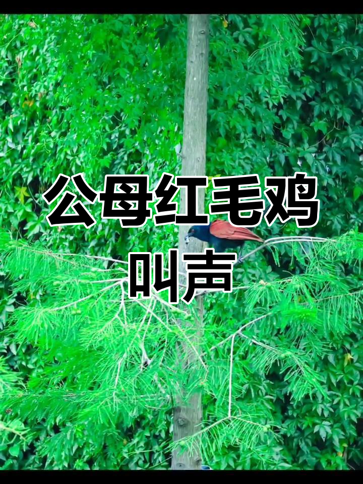 红毛鸡叫声对比,公母差异明显