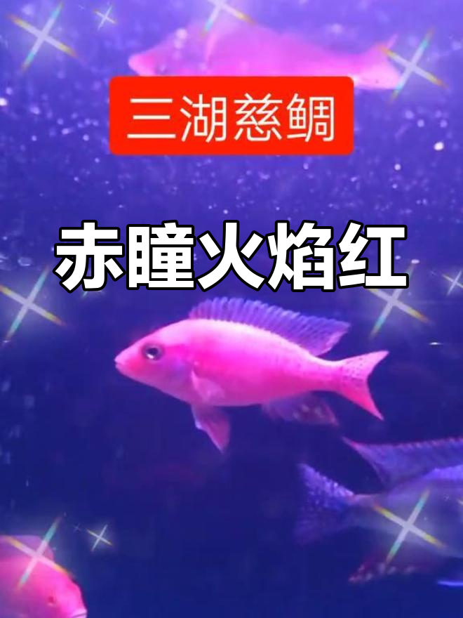 三湖慈鲷火焰红品种对比