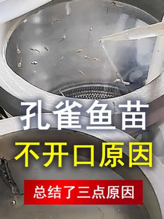 刚出生的小鱼不喜欢吃食,有可能是这些原因