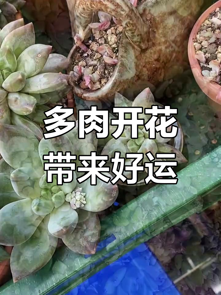 雪花玉坠多肉盆栽,花开富贵好运连连