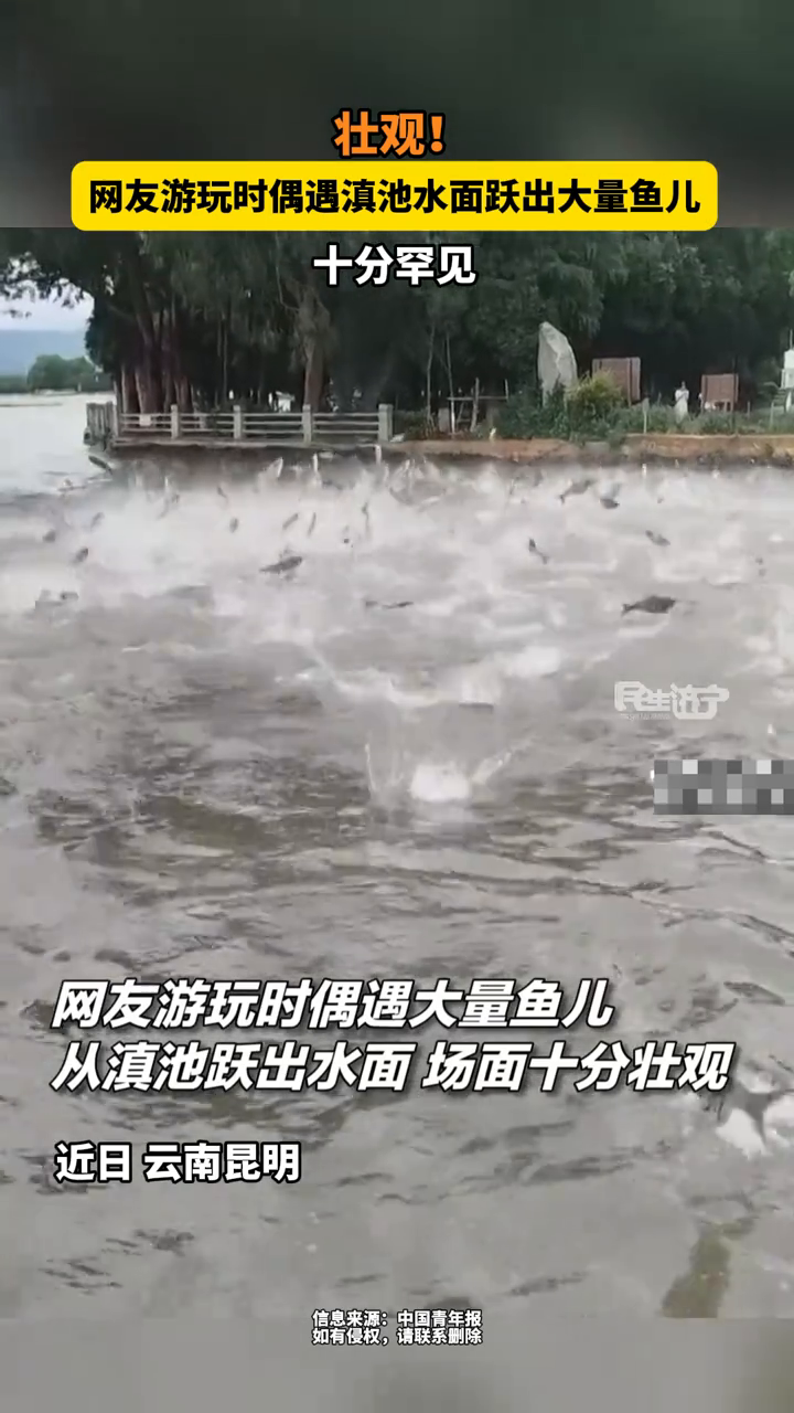 网友游玩时偶遇滇池水面跃出大量鱼儿
