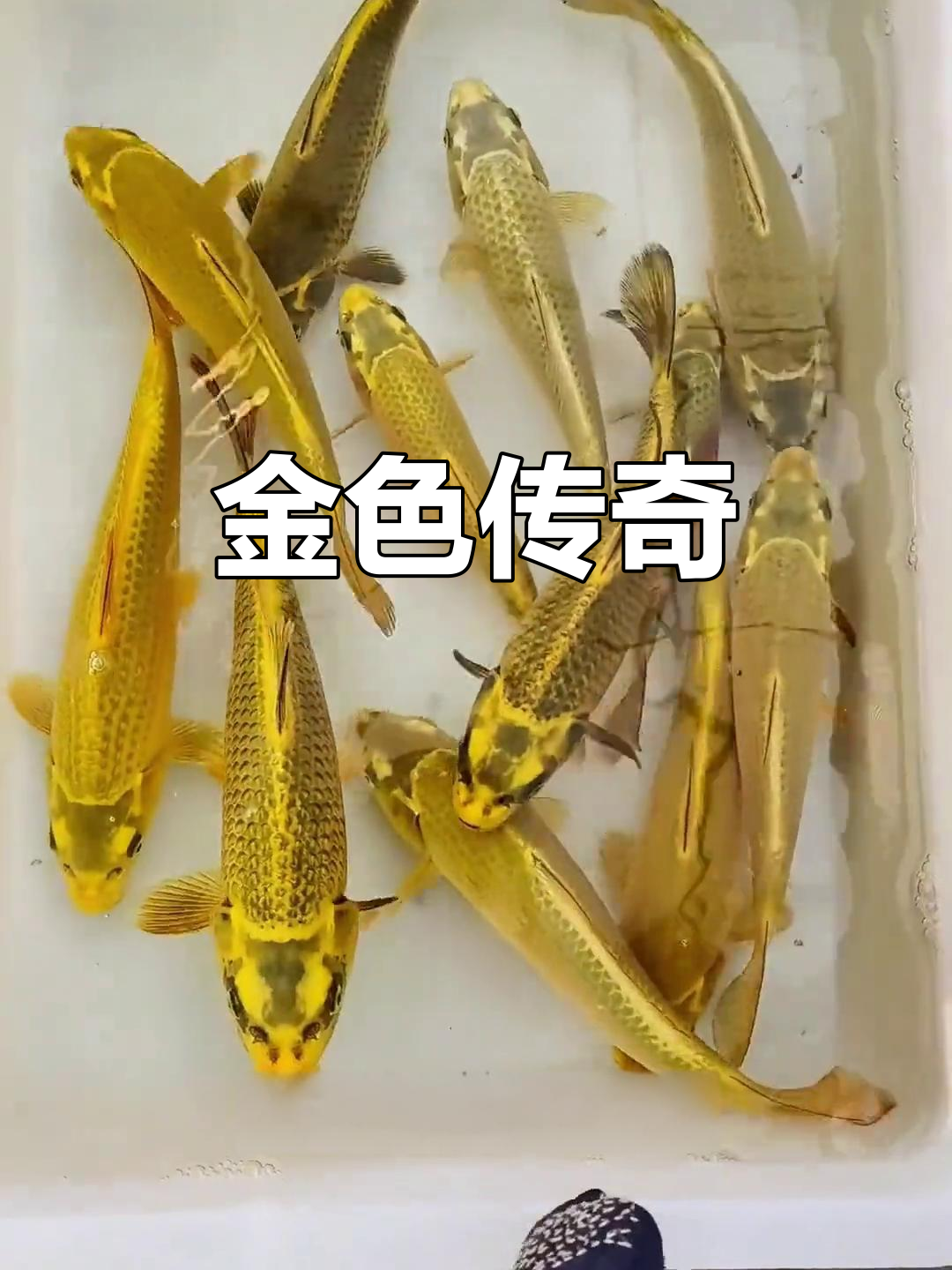 黄金锦鲤,如年画般璀璨夺目,堪称锦鲤界的极致之美!