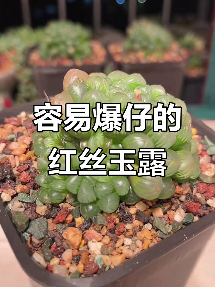 红丝玉露:极易爆仔的多肉品种,养护技巧大揭秘