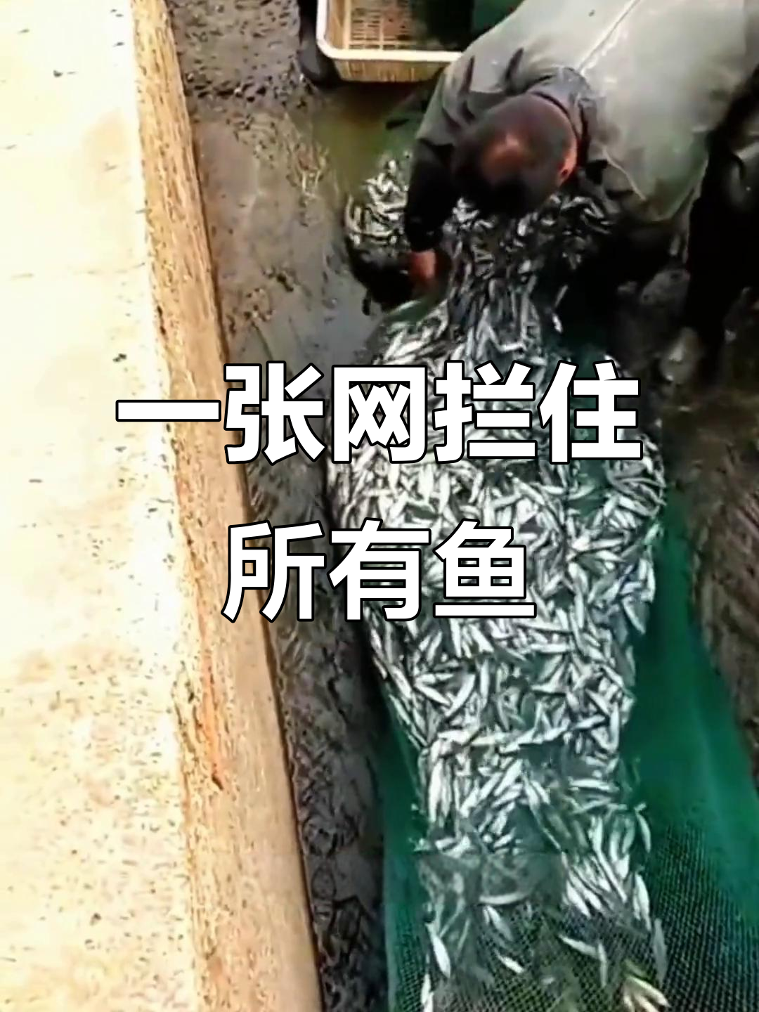 河里捕鱼大作战,渔网一撒全搞定