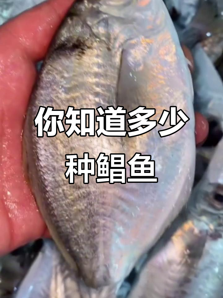 12种鲳鱼大揭秘,你认识几种?