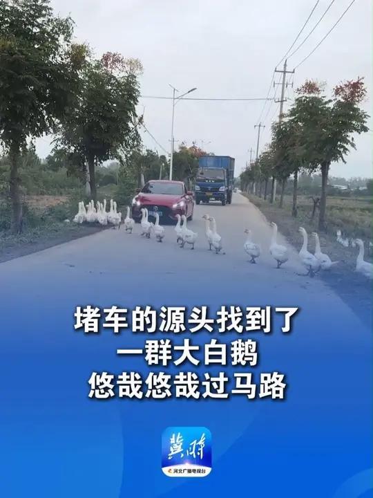 堵车的源头找到了 一群大白鹅悠哉悠哉过马路 司机:等了10分钟后冲散鹅群通过 