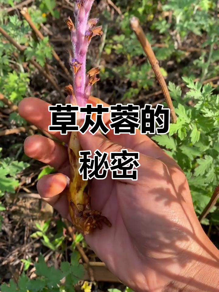 草苁蓉：一种寄生植物，竟能替代肉虫笼！