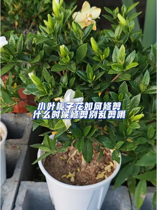 小叶栀子花如何修剪什么时候修剪别乱剪哦 栀子花 养花小知识 养花小技巧 养花知识分享 我的