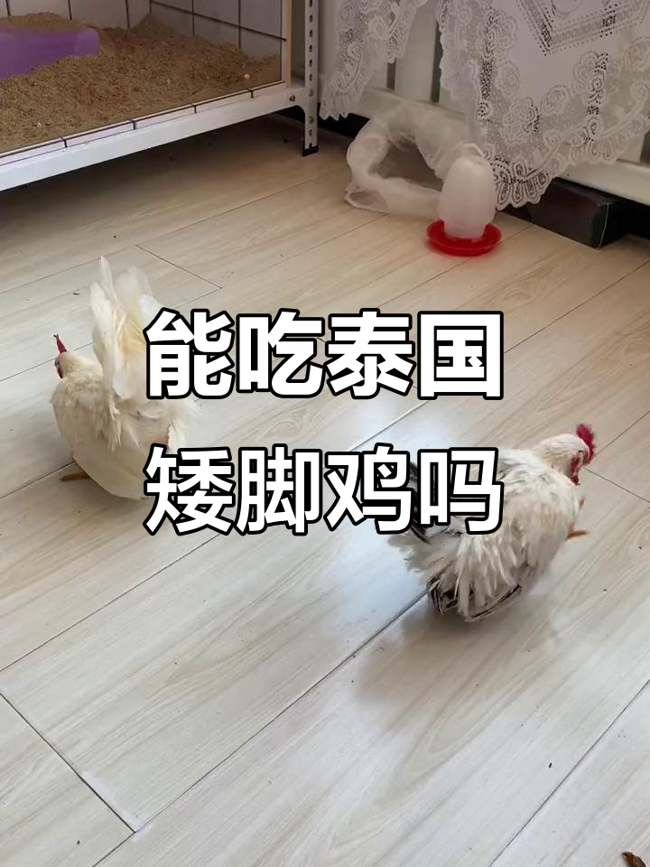 泰国矮脚鸡能吃吗?了解这种鸡肉的特点