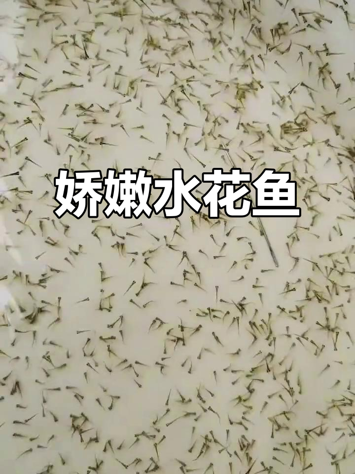 水花鱼苗,细如发丝,刚孵化出,生命力脆弱