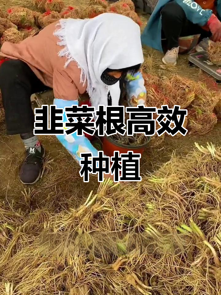 韭菜根种植简单,快速收获多茬,轻松栽培!