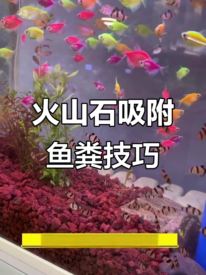 火山石铺底如何清理鱼粪便？省心又高效的方法分享