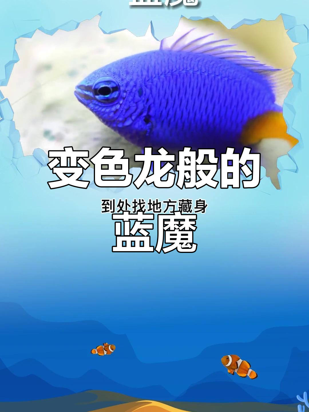 蓝魔海鱼:变色躲避敌害,领地意识强