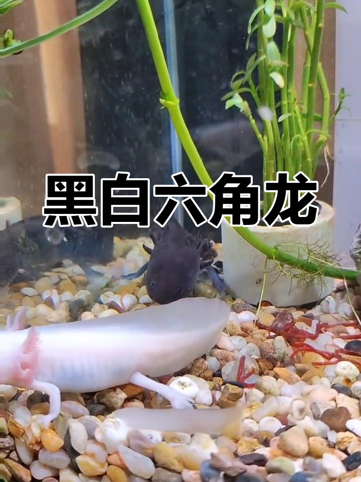 六角龙鱼:黑白无常的奇妙世界