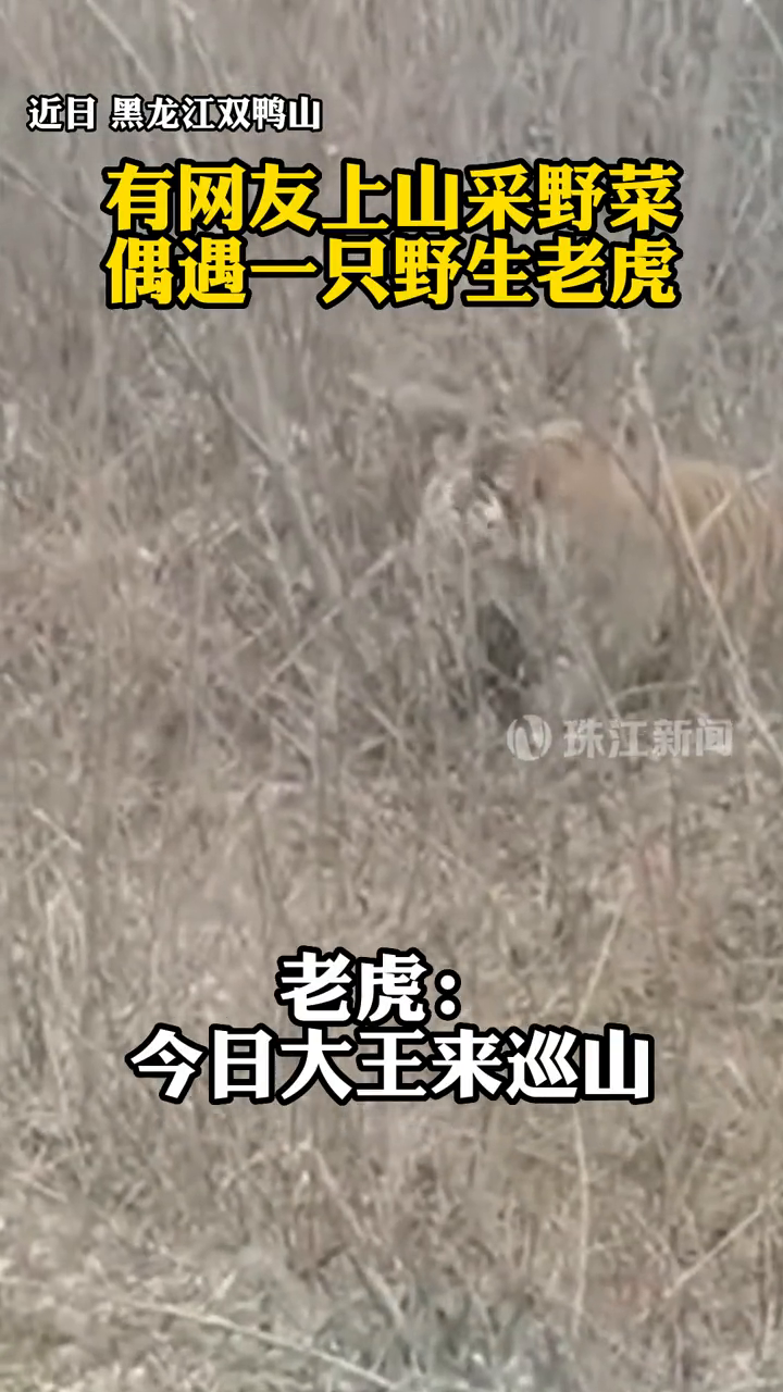 黑龙江双鸭山有网友上山采野菜,偶遇一只野生老虎“巡山”
