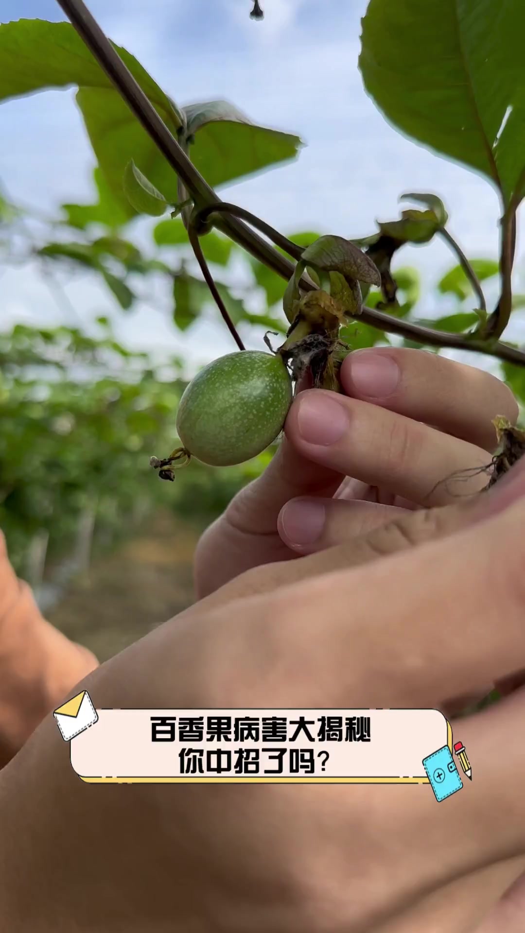 百香果病害大揭秘,你中招了吗?
