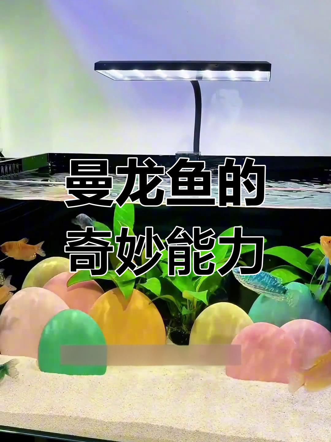 曼龙鱼神奇自生,吃蛋白虫还能净化水质!