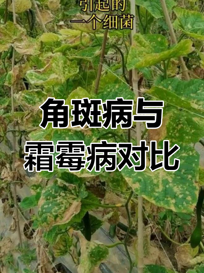 黄瓜角斑病与霜霉病的区别