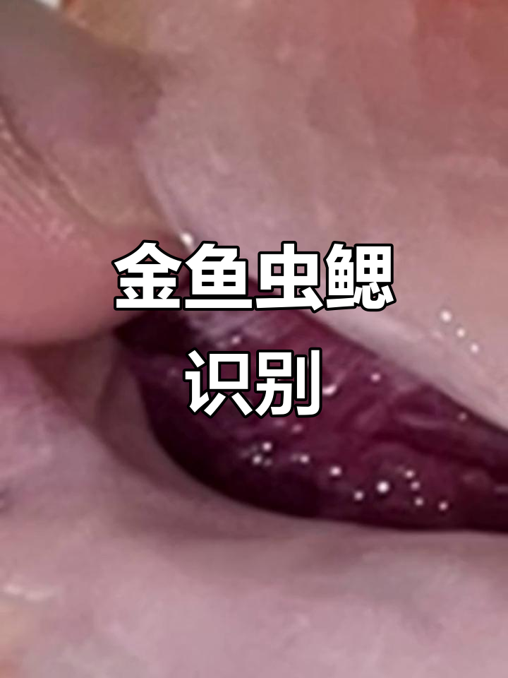 20230619虫鳃判断:区分蠕虫、吸血寄生虫和正常鱼