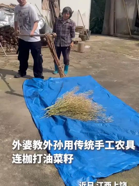 你见过打油菜籽吗？外婆手把手教外孙，用传统手工农具连枷打油菜籽。这一起一落的动作里，藏着农