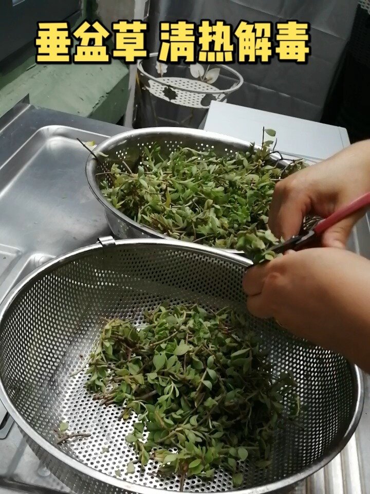 垂盆草的功效与作用