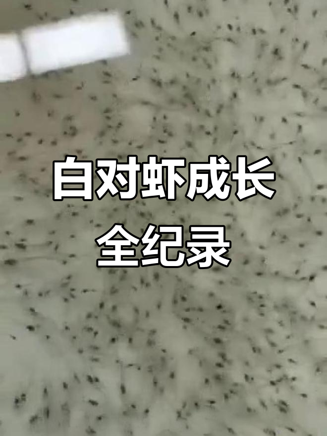 南美白对虾生长全过程揭秘,原来是这样一步步长大的!