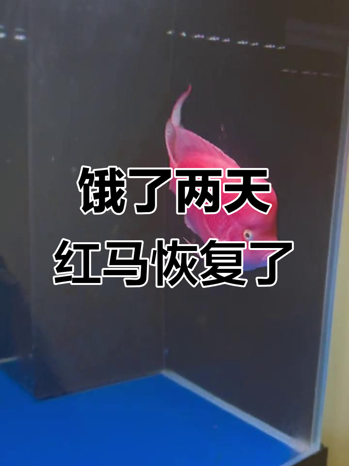 红马罗汉鱼饿两天又恢复活力，喂食不宜过饱
