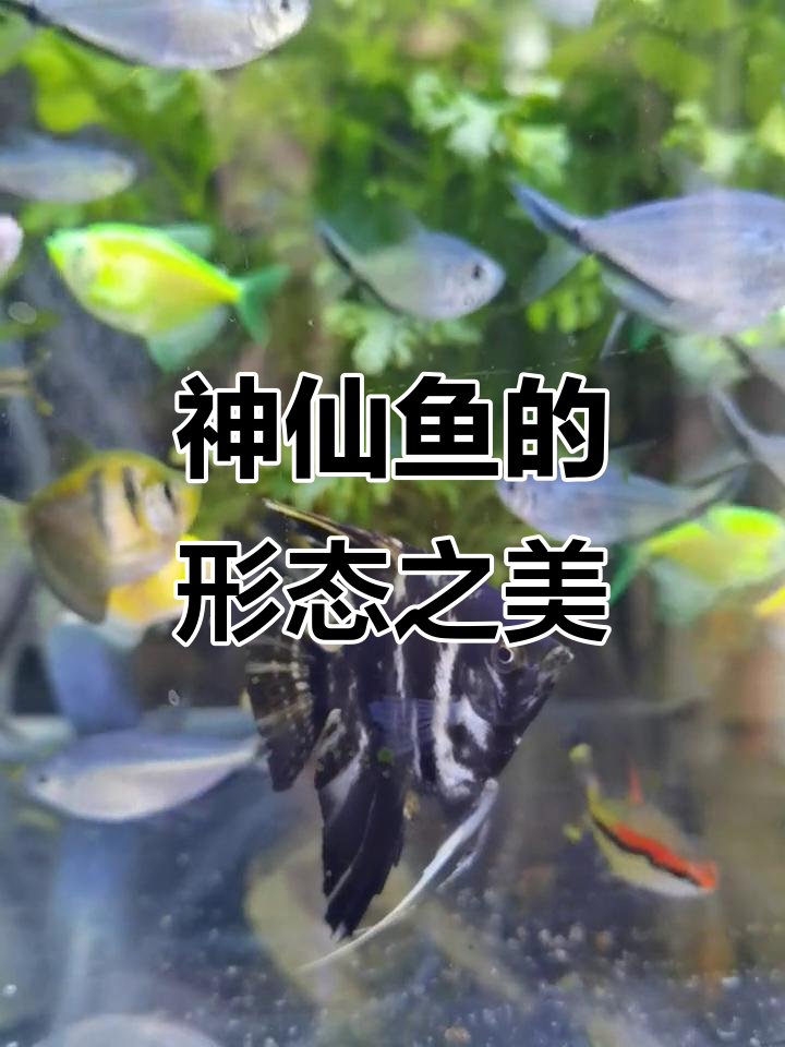 神仙鱼体形独特,银色成鱼与黑色稚鱼差异明显
