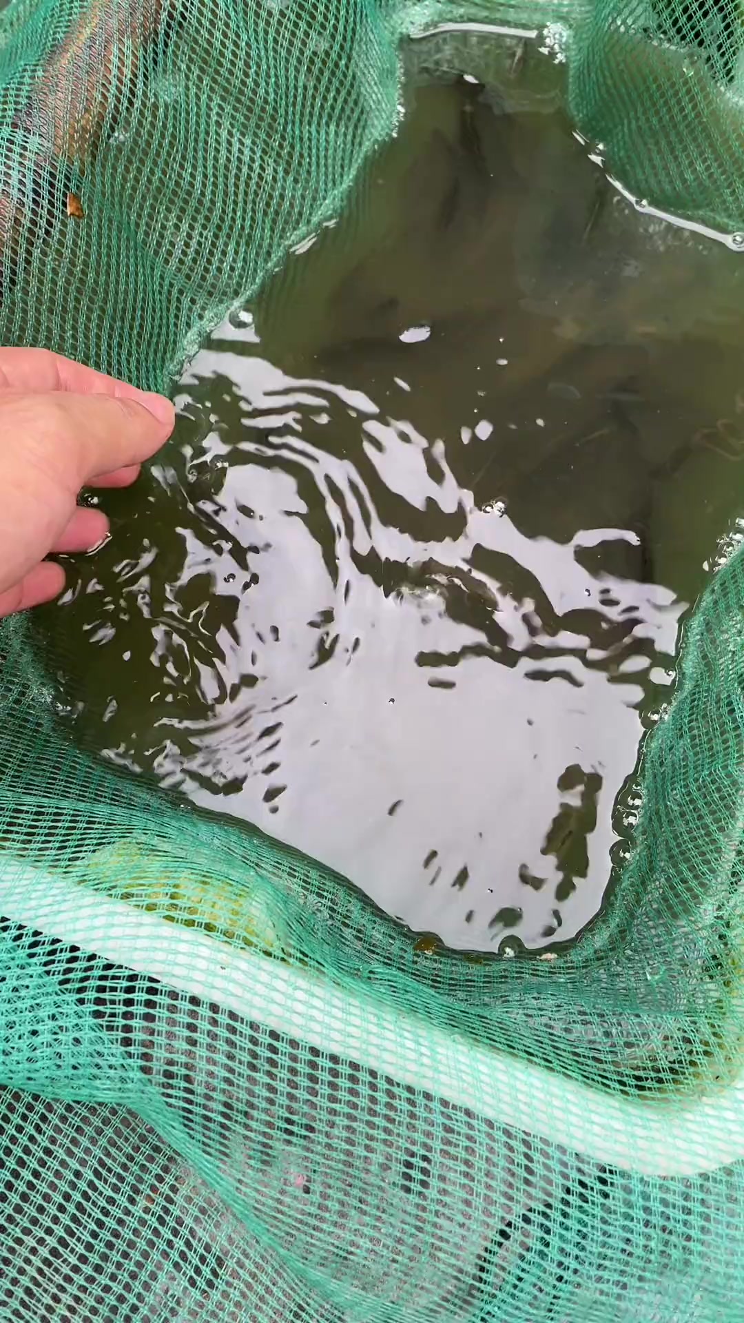 为了对付泛滥成灾的罗非鱼，朋友建议养些凶猛的鱼类