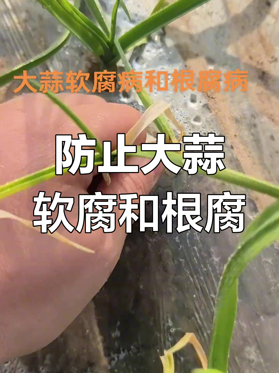大蒜软腐病与根腐病的防治技巧,高温高湿环境下的隐患