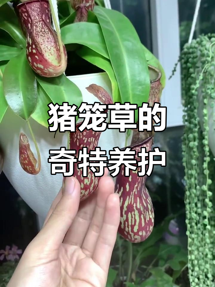 猪笼草:食虫植物中的神奇吊菜,如何养护才能更健康